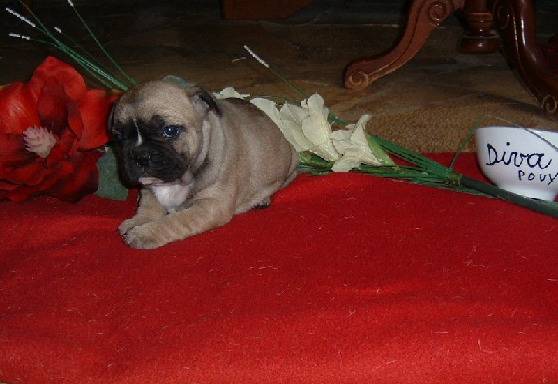 bb Athena d ouanzaet Adelin des pinsardies 2008